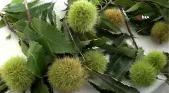 Aydın'da sezonun ilk kestanesi borsaya teslim edildi