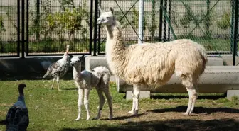 Hayvanat Bahçesinin yeni üyelerine ilgi