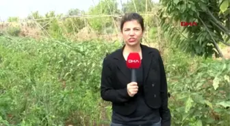 İzmir şehirden kaçanlar hobi bahçelerine koşuyor