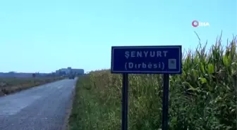 Kızıltepe'de silah sesleri