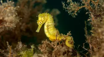 Ordu'da deniz canlıları böyle görüntülendi
