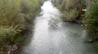 Karabük'te korkutan balık ölümleri...Onlarca ölü balık karaya vurdu