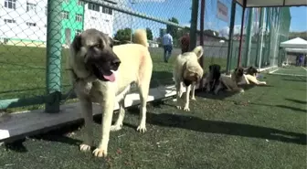 'Kangal Köpeği Güzellik Yarışması' düzenlendi