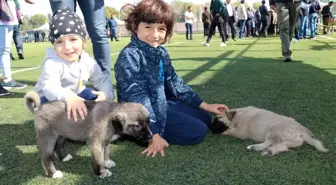 Kangal köpekleri güzellikleri ile kıyasıya yarıştı