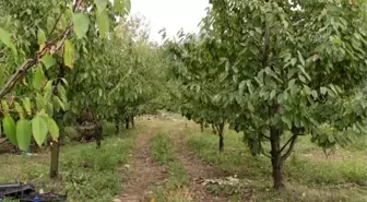 Bursa kestanesinde erken hasat