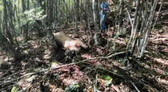 Kastamonu'da ayı büyükbaş hayvanı parçaladı