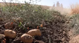 Yozgat'ta 6 çeşit yerli patatesin hasadı yapıldı