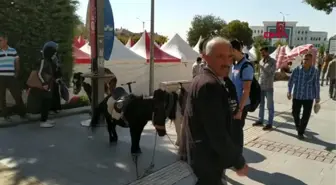 Elazığ denizli'den elazığ'a getirilen develere yoğun ilgi