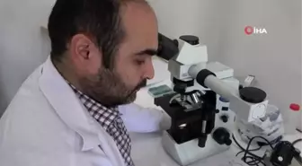 Öğretim görevlisi keşfettiği pire türlerine kızlarının adını verdi