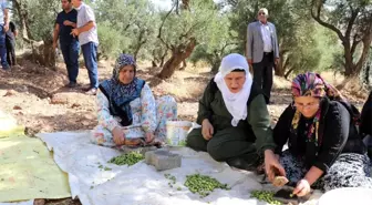 Ödüllü Derik zeytininde hasat sezonu başladı