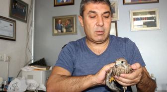 Yaralı Şahin'i tedavisi için yetkililere teslim etti