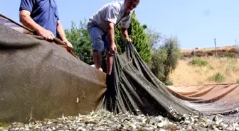 Denizi olmayan Manisa'nın yüzü balıkçılıkla gülecek