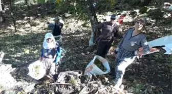 Simav kestanesinde hasat erken başladı