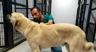 Sokak köpeğini sopa ile acımasızca dövdü