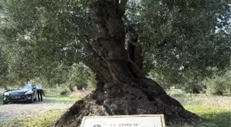 Ayvalık'ta 1100 yaşındaki anıt zeytin ağacı tescillendi