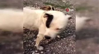 Boynu kesilmiş halde bulunan köpeğe vatandaşlar sahip çıktı