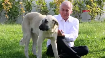 Denizli sopayla dövülen o köpek artık emin ellerde