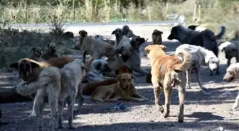 Edirne'de sokak köpekleri 'bakımsızlıktan ölüyor' iddiası