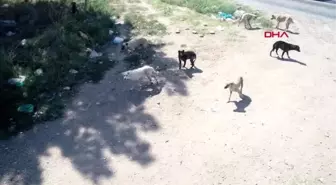 Edirne'de sokak köpekleri 'bakımsızlıktan ölüyor' iddiası