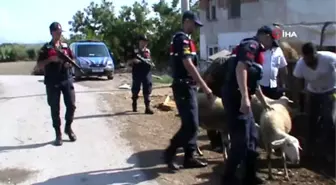 Antalya'da hayvan hırsızları jandarmadan kaçamadı