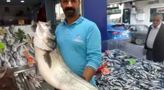 Balıkçıların ağlarına 10 kiloluk levrek takıldı