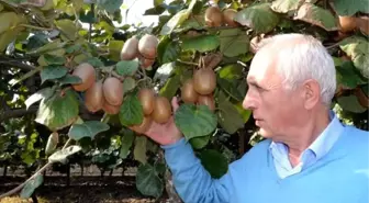 Hasadı başlamayan kivinin, yüzde 80'i dalında satıldı