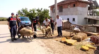 Hayvan hırsızları jandarmadan kaçamadı