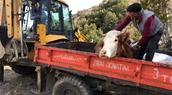 Mahsur kalan inek için 2 gün uğraştılar, 5 kilometre yol açtılar ama kurtaramadılar