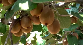 Yalova hasadı başlamayan kivinin, yüzde 80'i dalında satıldı