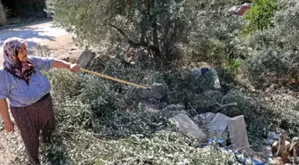 Antalya'da zeytin ağacı katliamı