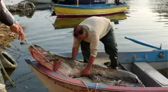 İznik'te balıkçının ağına 80 kiloluk yayın balığı takıldı