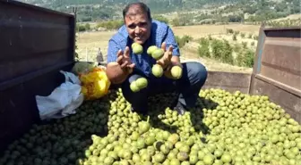 Orman sahası, köylülerin gelir kapısı oldu