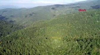 Çanakkale mucize siyah bal, rengi nedeniyle tüketilmiyor