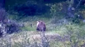 Arıcılar dört gözle ayıların kış uykusuna yatmasını bekliyor