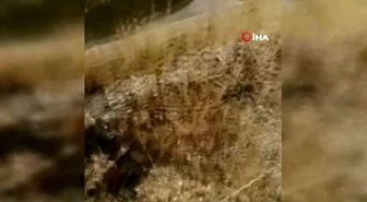 Erzincan'da köpeklerin kovaladığı kurt su kanalına düştü