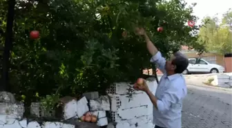 Sanayi kenti Aliağa'da nar ekşisi zamanı