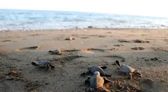 250 bin yavru deniz kaplumbağası denizle buluştu