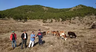 Ankara'da kaybolan büyükbaş hayvanlar jandarma ekiplerince bulundu