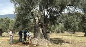 3 bin yıllık ağacın 'sır' yaşını nükleer fizikçiler ortaya çıkardı