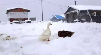 Rize'de kar nedeniyle yaylada mahsur kalanlar için çalışma başlatıldı