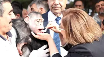 Gaziantep Büyükşehir Belediye Başkanı Şahin, 4 yaşına giren şempanze Can'a elleriyle pasta yedirdi