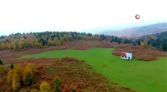 Karadeniz ormanları rengarenk