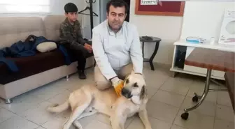 Yaralı bulduğu köpeğin tedavisi için 75 kilometre yol katetti