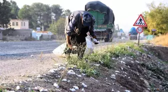 Yol kenarındaki pamuklar geçim kaynağı oldu