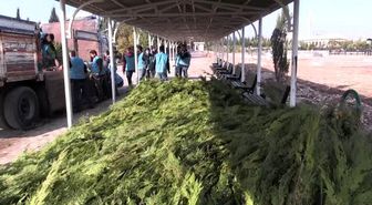 Adıyaman'da yükümlüler fidan dikti