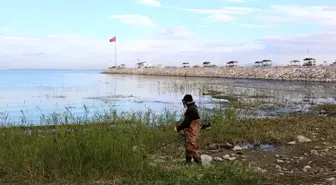 Beyşehir Gölü kıyılarındaki sazlar kesiliyor