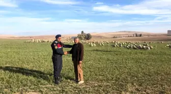 Çoban uyudu, kayıp olan koyun sürüsünü jandarma buldu