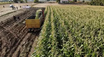 Elazığ'da 16 bin dekarda ekilen ikinci üründe bereket