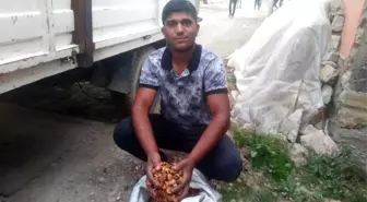 Elma kurusu fiyatları 4,5 TL'ye yükseldi