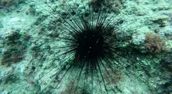 Kızıldeniz'den gelen zehirli deniz kestanesi uyarısı